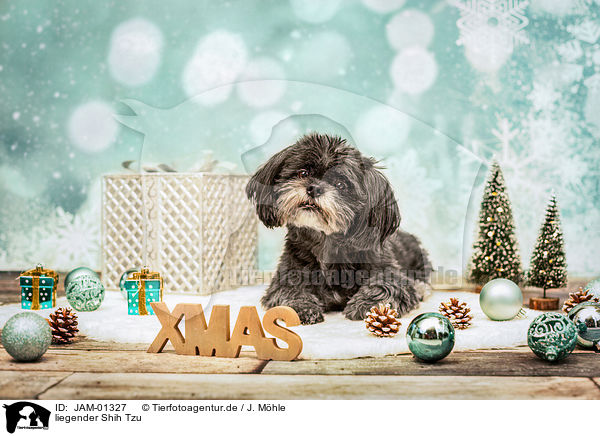 liegender Shih Tzu / JAM-01327