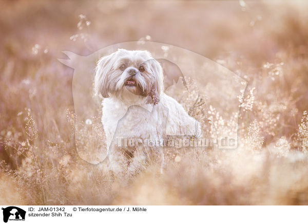 sitzender Shih Tzu / sitting Shih Tzu / JAM-01342