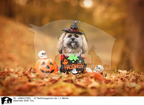 sitzender Shih Tzu / sitting Shih Tzu / JAM-01559