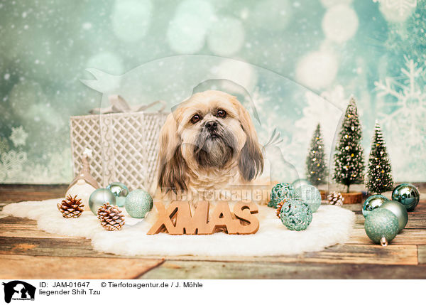 liegender Shih Tzu / lying Shih Tzu / JAM-01647