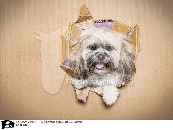 Shih Tzu / JAM-01671