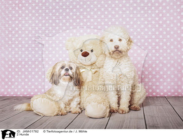 2 Hunde / 2 dogs / JAM-01782