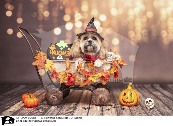 Shih Tzu im Halloweenkostm / Shih Tzu at halloween / JAM-02066