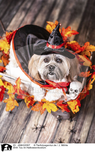 Shih Tzu im Halloweenkostm / Shih Tzu at halloween / JAM-02067