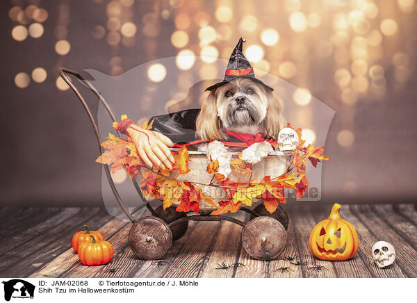 Shih Tzu im Halloweenkostm / JAM-02068