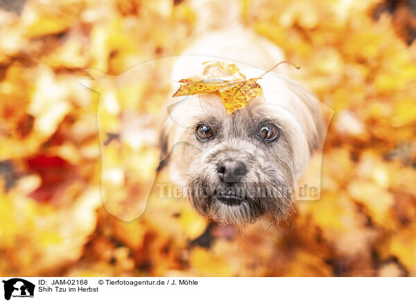 Shih Tzu im Herbst / Shih Tzu in autumn / JAM-02168