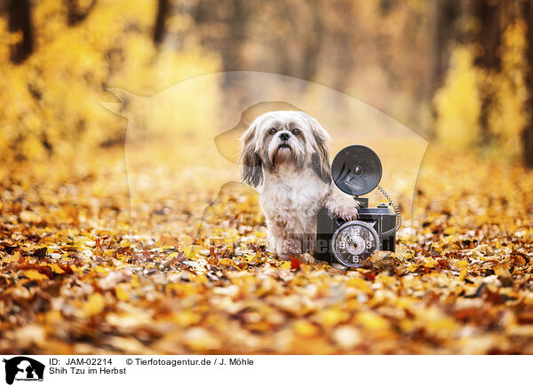 Shih Tzu im Herbst / in autumn / JAM-02214