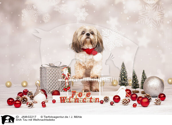 Shih Tzu mit Weihnachtsdeko / JAM-02217