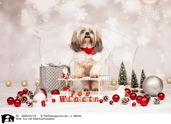 Shih Tzu mit Weihnachtsdeko / JAM-02218