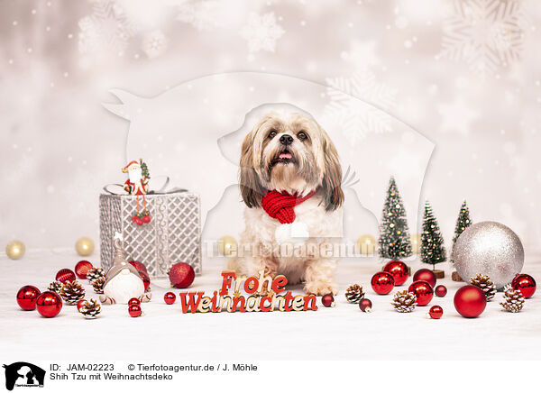 Shih Tzu mit Weihnachtsdeko / JAM-02223