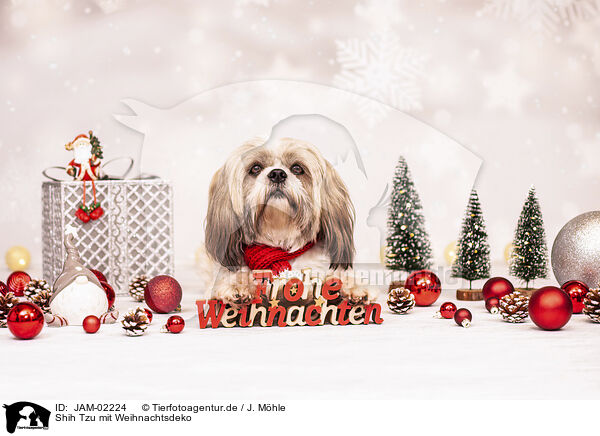 Shih Tzu mit Weihnachtsdeko / JAM-02224