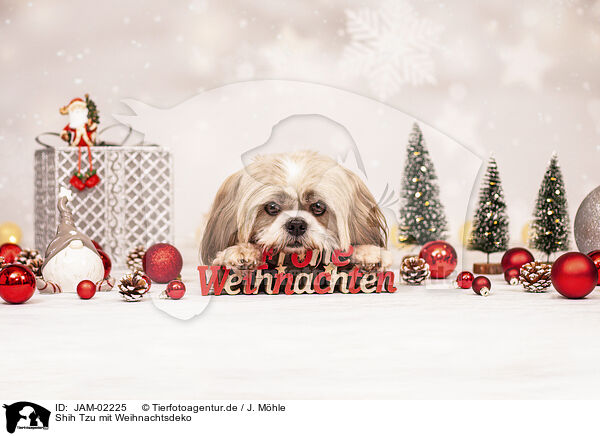 Shih Tzu mit Weihnachtsdeko / JAM-02225