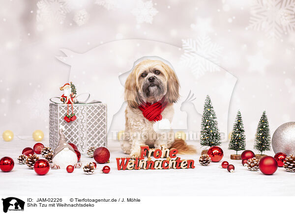 Shih Tzu mit Weihnachtsdeko / JAM-02226