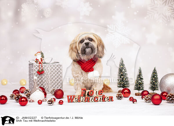 Shih Tzu mit Weihnachtsdeko / JAM-02227