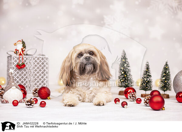 Shih Tzu mit Weihnachtsdeko / JAM-02228