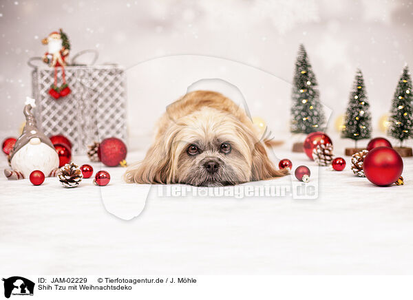 Shih Tzu mit Weihnachtsdeko / JAM-02229