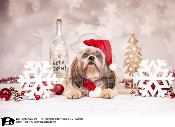 Shih Tzu mit Weihnachtsdeko / JAM-02330