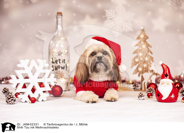 Shih Tzu mit Weihnachtsdeko / Shih Tzu with christmas decoration / JAM-02331