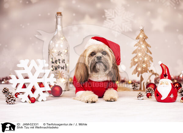 Shih Tzu mit Weihnachtsdeko / JAM-02331