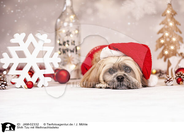 Shih Tzu mit Weihnachtsdeko / JAM-02332