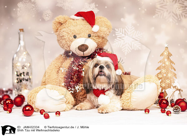 Shih Tzu mit Weihnachtsdeko / JAM-02334