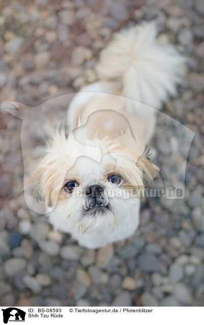 Shih Tzu Rde / male Shih Tzu / BS-08593