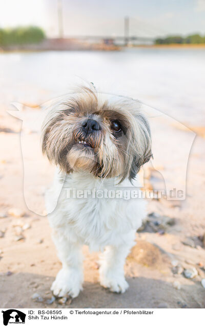 Shih Tzu Hndin / female Shih Tzu / BS-08595