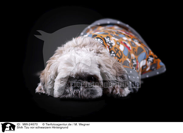 Shih Tzu vor schwarzem Hintergrund / Shih Tzu in front of black background / MW-24670