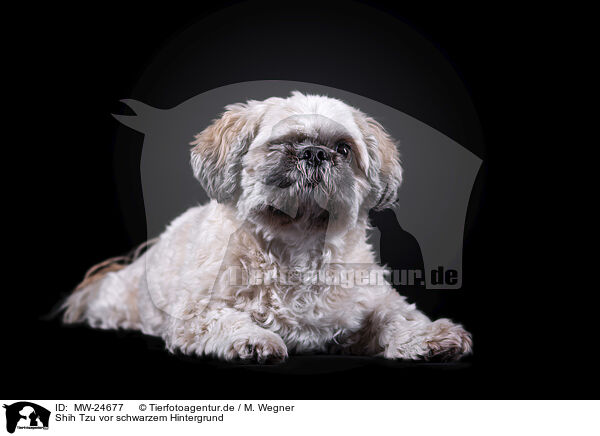 Shih Tzu vor schwarzem Hintergrund / Shih Tzu in front of black background / MW-24677