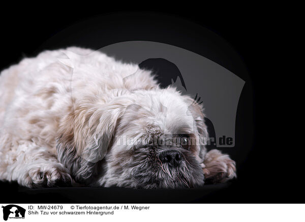 Shih Tzu vor schwarzem Hintergrund / MW-24679