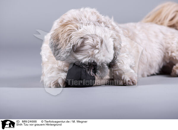 Shih Tzu vor grauem Hintergrund / MW-24688