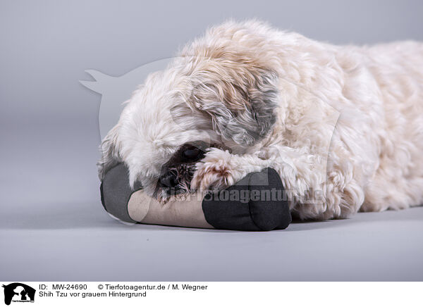 Shih Tzu vor grauem Hintergrund / MW-24690