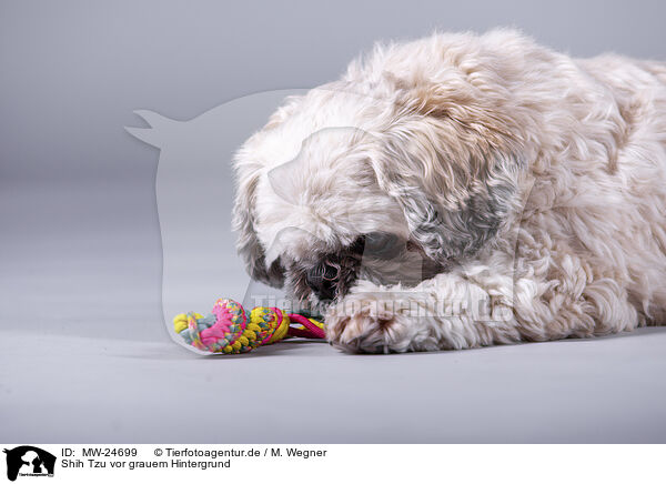 Shih Tzu vor grauem Hintergrund / Shih Tzu in front of grey background / MW-24699