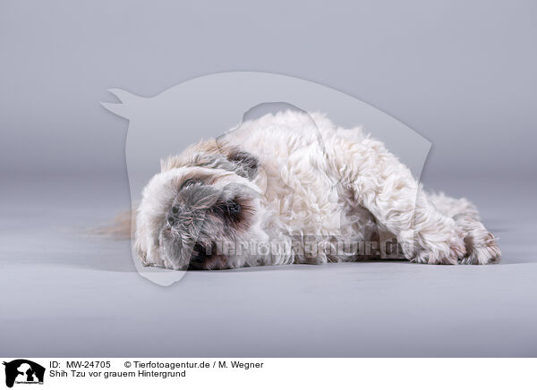 Shih Tzu vor grauem Hintergrund / MW-24705