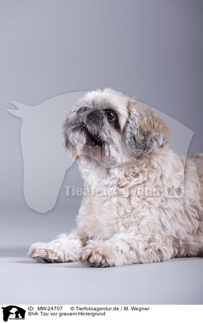 Shih Tzu vor grauem Hintergrund / Shih Tzu in front of grey background / MW-24707