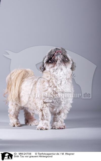 Shih Tzu vor grauem Hintergrund / Shih Tzu in front of grey background / MW-24708