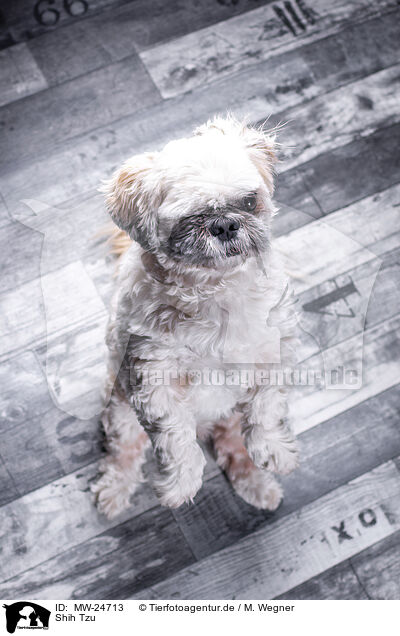 Shih Tzu / MW-24713