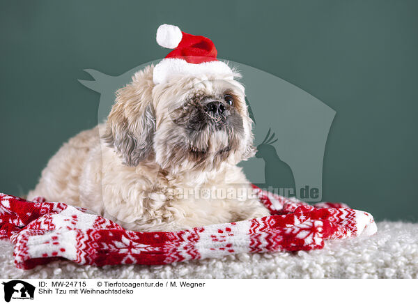 Shih Tzu mit Weihnachtsdeko / Shih Tzu with Christmas decoration / MW-24715