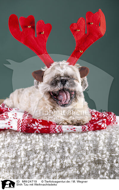 Shih Tzu mit Weihnachtsdeko / MW-24719