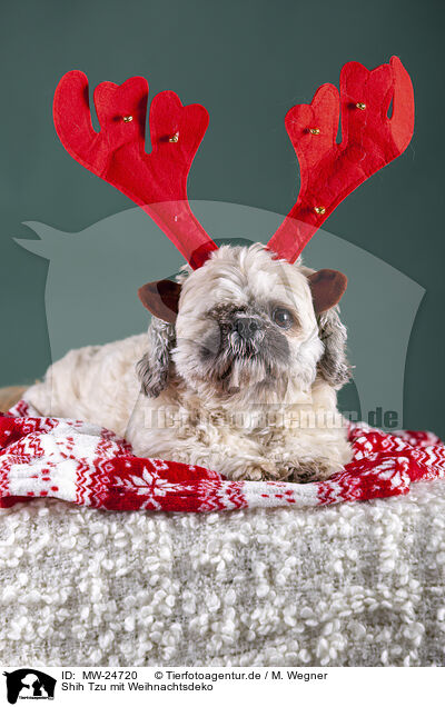 Shih Tzu mit Weihnachtsdeko / MW-24720