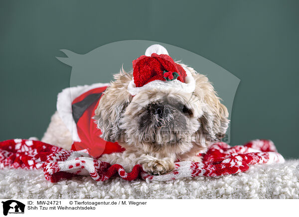 Shih Tzu mit Weihnachtsdeko / Shih Tzu with Christmas decoration / MW-24721