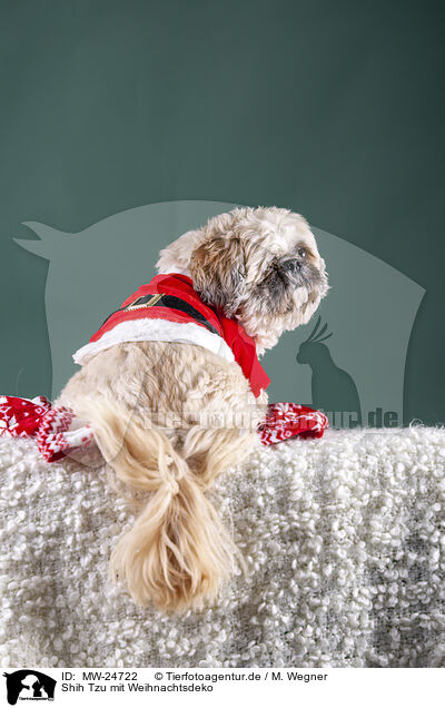 Shih Tzu mit Weihnachtsdeko / MW-24722