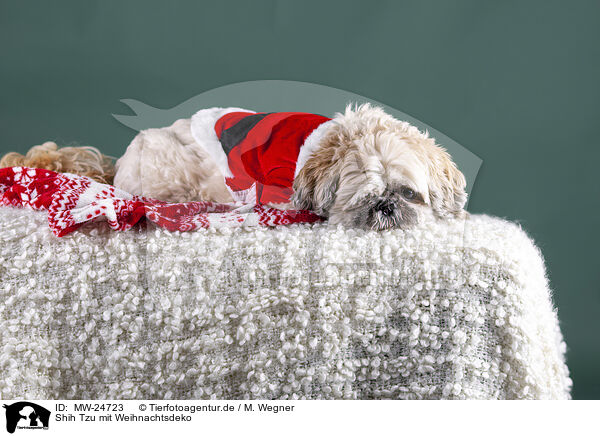 Shih Tzu mit Weihnachtsdeko / Shih Tzu with Christmas decoration / MW-24723