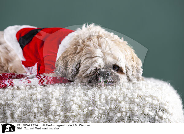 Shih Tzu mit Weihnachtsdeko / Shih Tzu with Christmas decoration / MW-24724