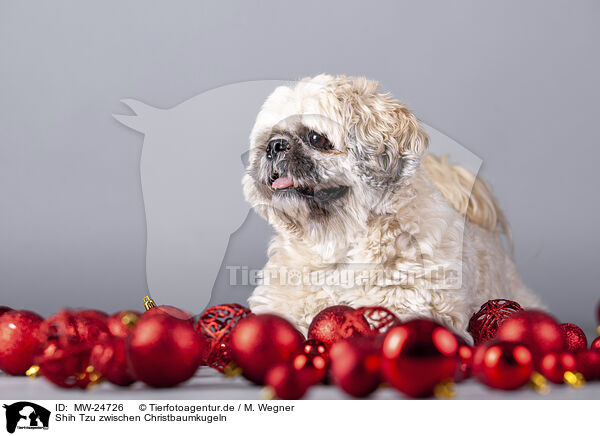 Shih Tzu zwischen Christbaumkugeln / MW-24726