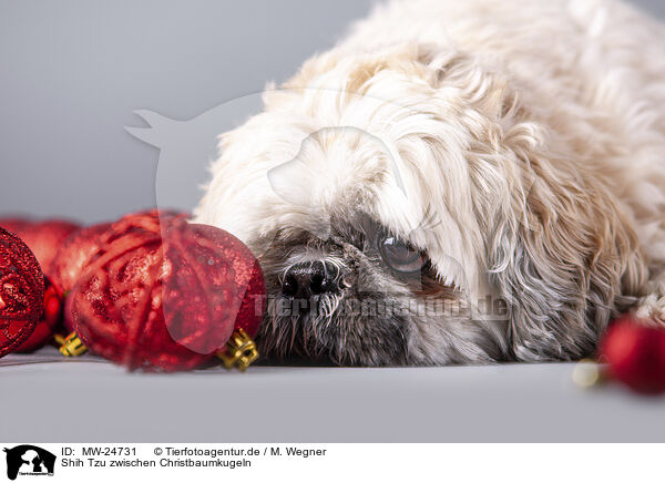 Shih Tzu zwischen Christbaumkugeln / Shih Tzu between Christmas tree baubles / MW-24731