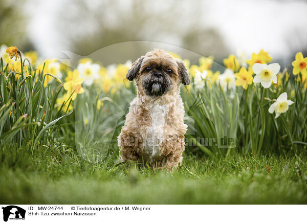 Shih Tzu zwischen Narzissen / Shih Tzu between daffodils / MW-24744