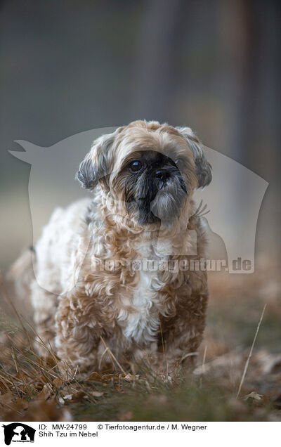 Shih Tzu im Nebel / MW-24799