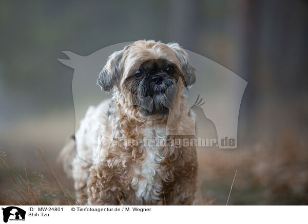 Shih Tzu / MW-24801