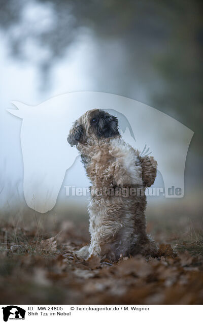 Shih Tzu im Nebel / MW-24805